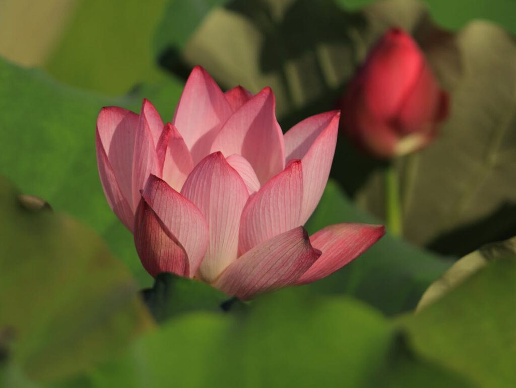 A vibrant pink lotus flower in full bloom surrounded by lush green leaves.