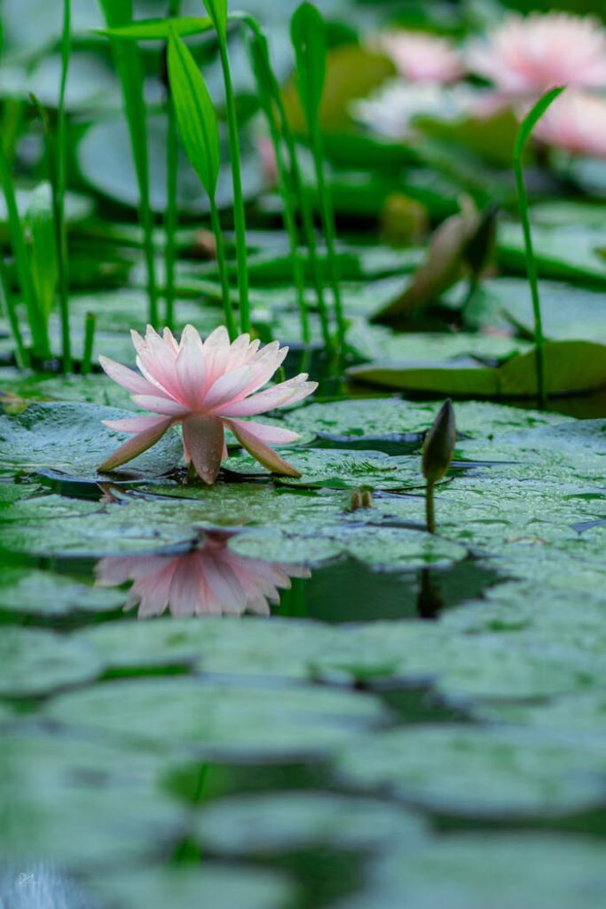 A peaceful scene of a pink lotus blossom floating in a serene pond surrounded by lily pads.